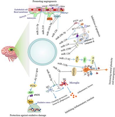 Exosomal microRNAs as Potential Biomarkers and Therapeutic Agents for Acute Ischemic Stroke: New Expectations